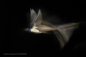Rauchschwalbe: Naturfotografie-2021-Mosebach