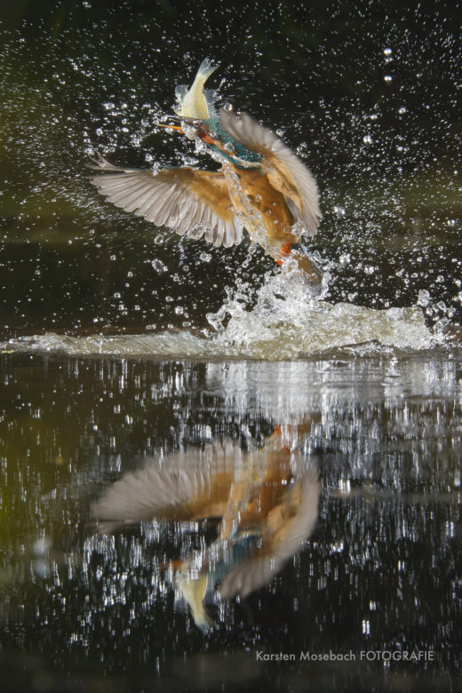 Eisvogel, Aufnahme des Naturfotografen Karsten Mosebach