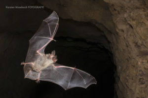 Fledermaus im Flug, Foto Karsten Mosebach