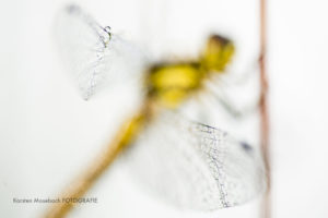 Heidelibelle, Foto Karsten Mosebach