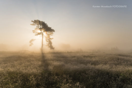 Kiefer im Moor, Foto Karsten Mosebach