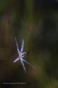 Libelle, Foto Karsten Mosebach