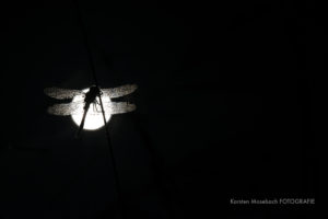 Libelle bei Nacht, Foto Karsten Mosebach