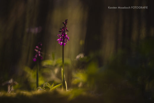 Mannsknabenkraut, Orchidee, Foto Karsten Mosebach