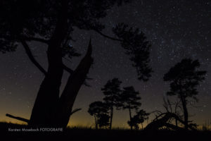 Moor bei Nacht, Foto Karsten Mosebach