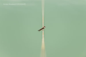 Uferschwalbe, Tierfotografie von Karsten Mosebach