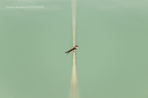 Uferschwalbe, prämiertes Foto von Karsten Mosebach