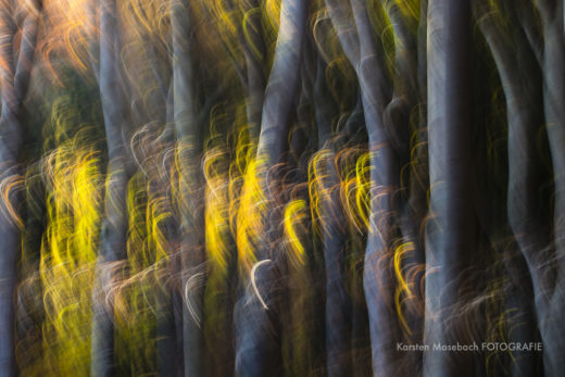 Wald im Herbst, Foto von Karsten Mosebach