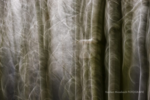 Wald im Winter, Foto von Karsten Mosebach
