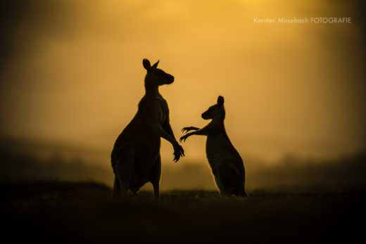 Karsten_Mosebach_Narawntapu NP-3652