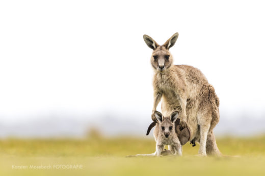 Känguru in Tasmanien, Foto Karsten Mosebach