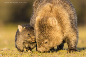 Karsten_Mosebach_Tasmanien_Wombat
