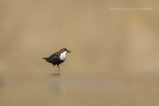 Wasseramsel, Aufnahme von Karsten Mosebach