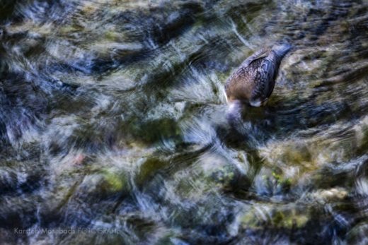 Wasseramsel, Aufnahme von Karsten Mosebach