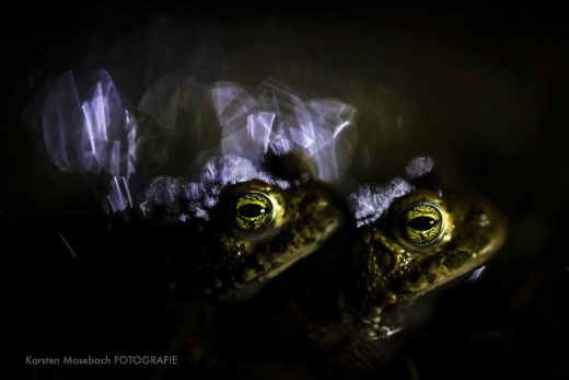 Kreuzkröte, Aufnahme von Karsten Mosebach