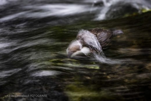 Wasseramsel, Aufnahme von Karsten Mosebach